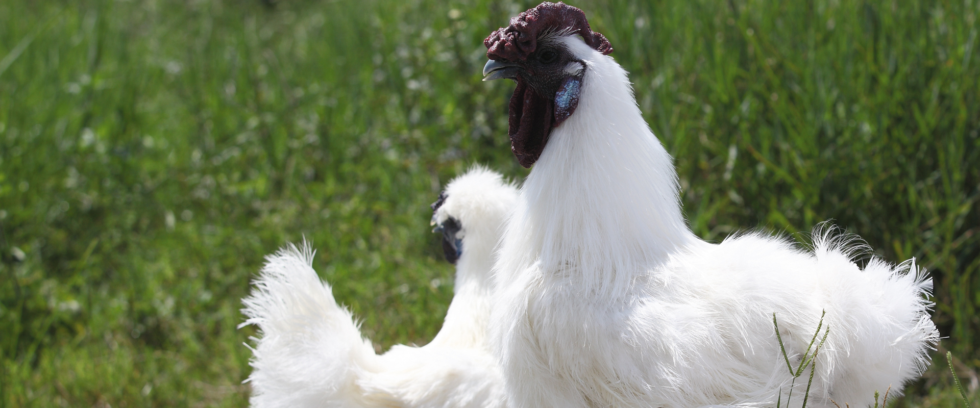 乌骨鸡 十全大补,滋补好滋味 外形奇特, 具有桑椹冠,缨头,绿耳,胡须